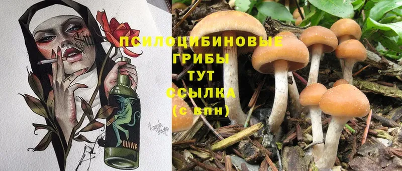 blacksprut   Кондрово  Псилоцибиновые грибы Cubensis 